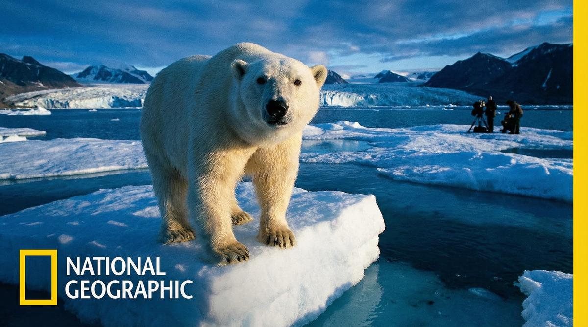 国产自拍北极熊视频